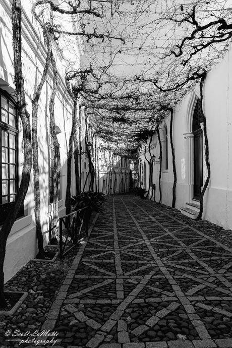 Grapevine walk, winery in Spain.