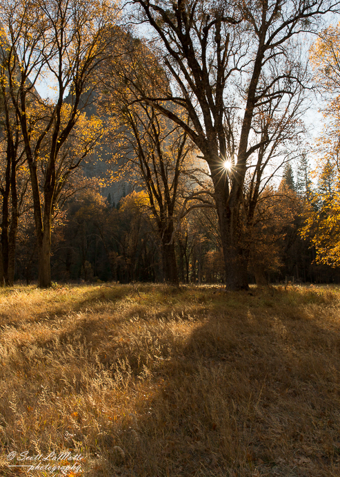 California, Yosemite, morning sun through the trees.