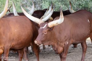 African Lion Safari in Ontario, Watusi Cattle.