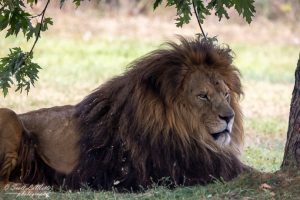 African Lion Safari Ontario, King of the jungle Lion.