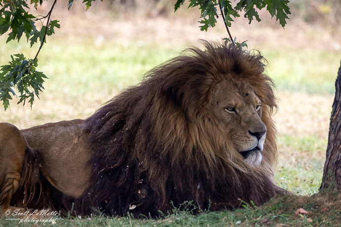 African Lion Safari Ontario, King of the jungle Lion.