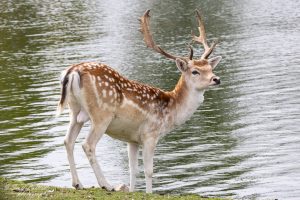 Lion Country Safari Ontario Fallow Deer.
