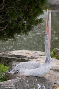 Lion Country Safari Ontario, Pelican.