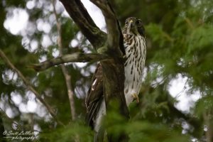 Hawk sitting in a tree, Ontario