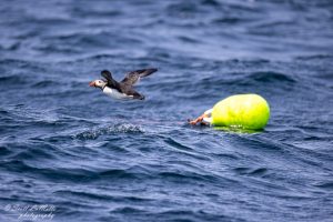 Puffin flying past a buoy, Newfoundland Canada.