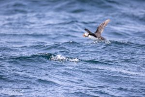 Puffin flying over the Atlantic, Newfoundland Canada.