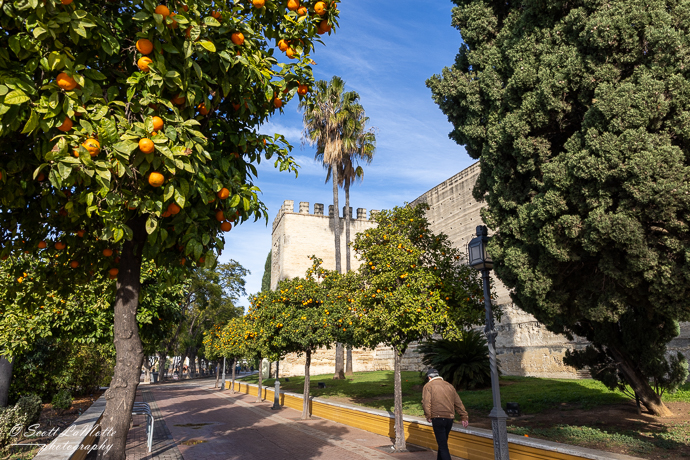 Cadiz, Spain, Orange Trees