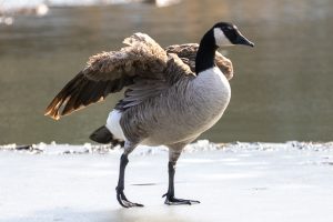 Canadian Goose on a frozen lake, Ontario.