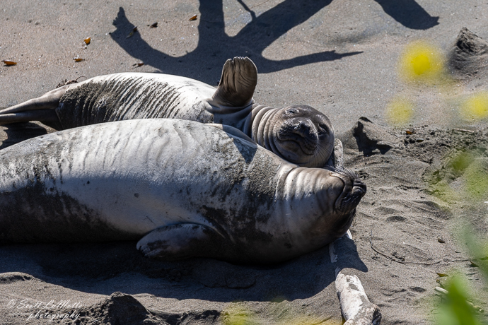 Seal waving at us, Elephant Seal vista point, California.