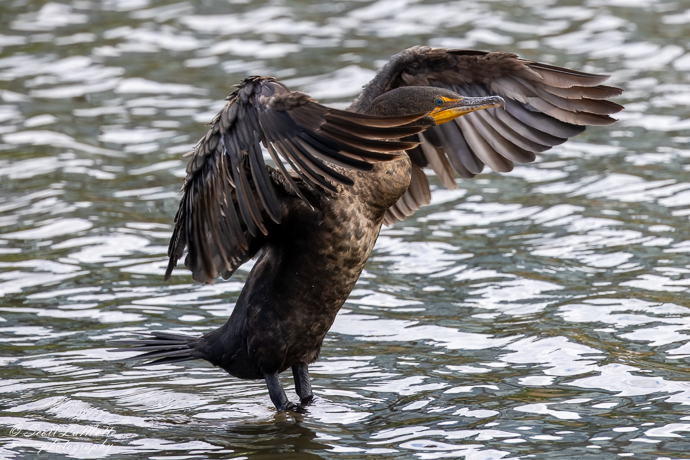Ontario, Canada, Comarant